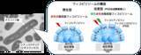 「【東京農業大学（共同研究）】光合成アンテナの性能を酵素で調整」の画像1