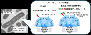 【東京農業大学（共同研究）】光合成アンテナの性能を酵素で調整