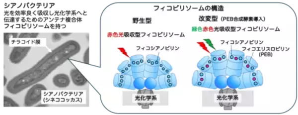 【東京農業大学（共同研究）】光合成アンテナの性能を酵素で調整