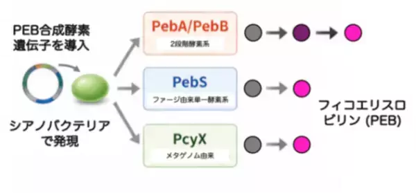 「【東京農業大学（共同研究）】光合成アンテナの性能を酵素で調整」の画像
