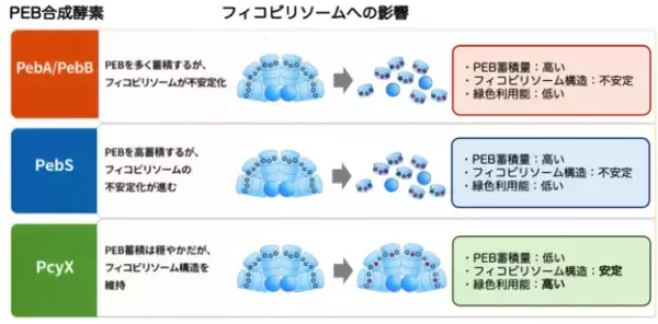 「【東京農業大学（共同研究）】光合成アンテナの性能を酵素で調整」の画像