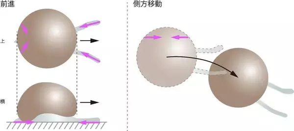 「多くの''仮足''を巧みに使う有殻アメーバの動き方を解明 ～単細胞生物とは思えない精密な運動の仕組み～」の画像
