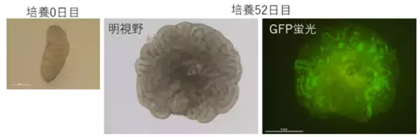 【横浜市立大学】胎仔精巣からの体外精子形成に成功