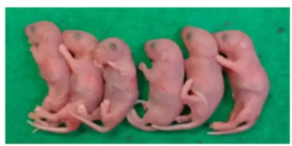 「【横浜市立大学】胎仔精巣からの体外精子形成に成功」の画像