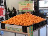 「農家から直接買い付けた「規格外品の有田みかん」つめ放題イベントをブックオフスーパーバザー1号京都伏見店で1/14（土）に実施～市場の約30～50％OFFというお手頃価格で提供し食品ロスの削減に貢献～」の画像1