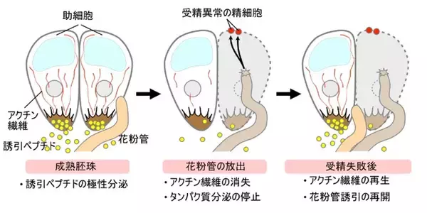 アクチン繊維が花粉管の誘引を制御する