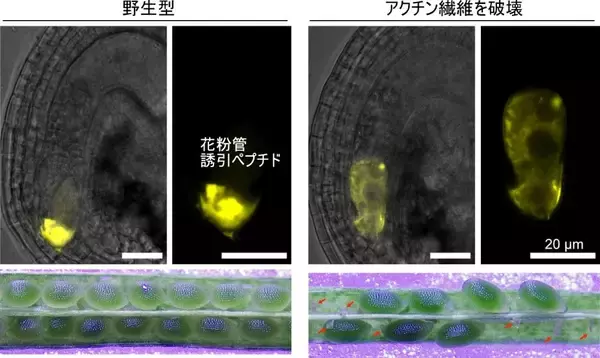 「アクチン繊維が花粉管の誘引を制御する」の画像