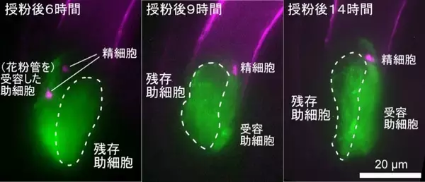 「アクチン繊維が花粉管の誘引を制御する」の画像