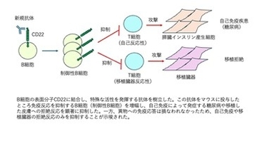 【日本大学】必要な免疫を残し、有害な免疫だけを狙い撃つ新治療法～動物実験で有効性を実証 日大歯学部など～