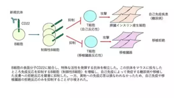 【日本大学】必要な免疫を残し、有害な免疫だけを狙い撃つ新治療法～動物実験で有効性を実証 日大歯学部など～