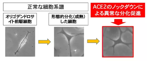 「【東京薬科大学】COVID-19による神経病態の新たなメカニズムを解明！ -- オリゴデンドログリア細胞における「新規クリスパー/CasRxを用いたRNA編集技術」による研究 --」の画像