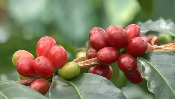 「和歌山をコーヒーで盛り上げたい！南紀白浜でコーヒー農園を営む夫婦に密着」の画像