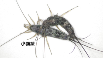 【名城大学】原始的な昆虫、イシノミ目で"交尾器の結合"を初確認！ 昆虫の交尾進化を読み解く重要な手がかりを発見