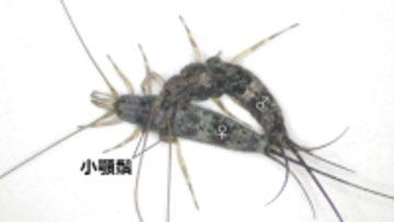 【名城大学】原始的な昆虫、イシノミ目で"交尾器の結合"を初確認！ 昆虫の交尾進化を読み解く重要な手がかりを発見