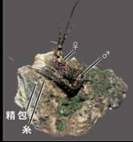 「【名城大学】原始的な昆虫、イシノミ目で"交尾器の結合"を初確認！ 昆虫の交尾進化を読み解く重要な手がかりを発見」の画像3