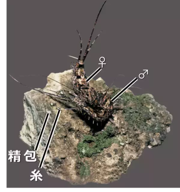 「【名城大学】原始的な昆虫、イシノミ目で"交尾器の結合"を初確認！ 昆虫の交尾進化を読み解く重要な手がかりを発見」の画像