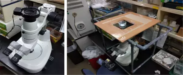 「【名城大学】原始的な昆虫、イシノミ目で"交尾器の結合"を初確認！ 昆虫の交尾進化を読み解く重要な手がかりを発見」の画像