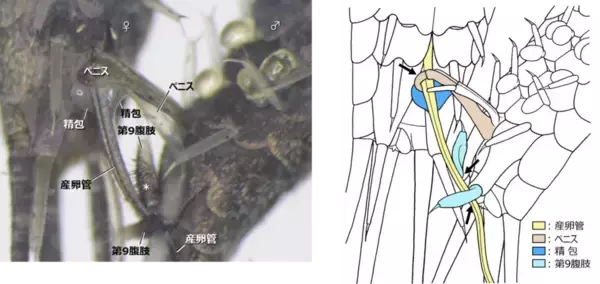 「【名城大学】原始的な昆虫、イシノミ目で"交尾器の結合"を初確認！ 昆虫の交尾進化を読み解く重要な手がかりを発見」の画像
