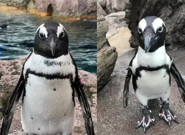 「【京都水族館】ペンギンたちの関係性を最新版にアップデート!「京都ペンギン相関図2026」を公開」の画像