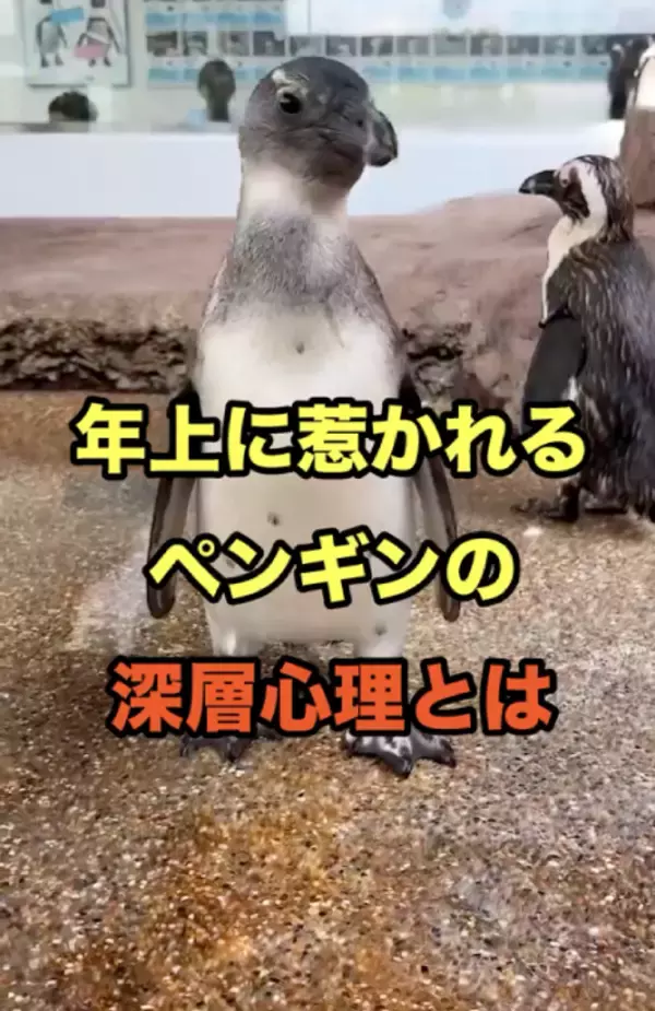 「【京都水族館】ペンギンたちの関係性を最新版にアップデート!「京都ペンギン相関図2026」を公開」の画像
