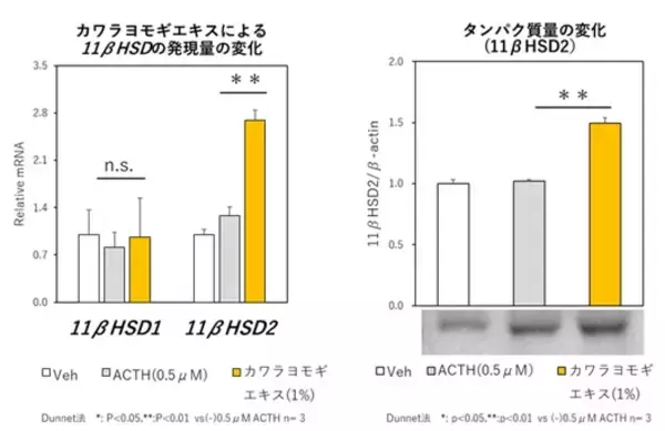 「カワラヨモギエキスがストレスによる皮膚バリア機能低下を抑制。「第3回日本化粧品技術者会学術大会」にて最新研究成果を口頭発表」の画像