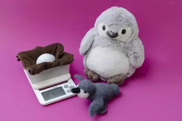 【京都水族館】京都水族館のペンギンが生まれるまでを深掘り!特別展示「大きくなってね!ケープペンギン」開催