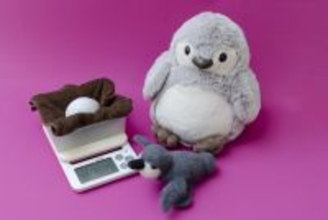 【京都水族館】京都水族館のペンギンが生まれるまでを深掘り!特別展示「大きくなってね!ケープペンギン」開催