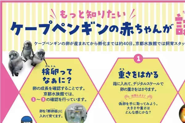 「【京都水族館】京都水族館のペンギンが生まれるまでを深掘り!特別展示「大きくなってね!ケープペンギン」開催」の画像
