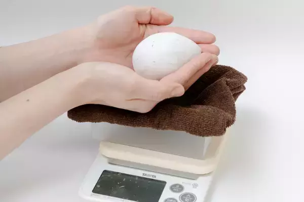 「【京都水族館】京都水族館のペンギンが生まれるまでを深掘り!特別展示「大きくなってね!ケープペンギン」開催」の画像