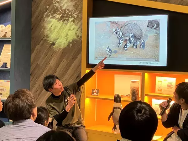 「【京都水族館】京都水族館のペンギンが生まれるまでを深掘り!特別展示「大きくなってね!ケープペンギン」開催」の画像