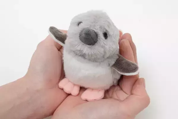 「【京都水族館】京都水族館のペンギンが生まれるまでを深掘り!特別展示「大きくなってね!ケープペンギン」開催」の画像