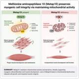 「体育学部・長名シオン准教授が筋肉の健康を支える新たな仕組みを解明ーミトコンドリアを守る酵素「Metap1D」の役割を解明ー」の画像1