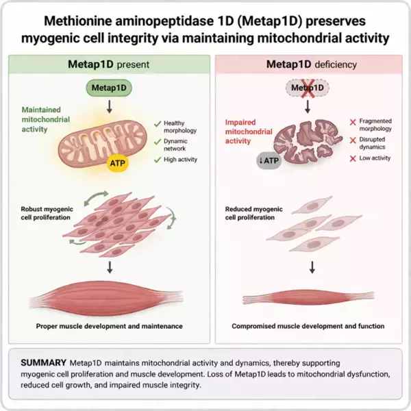 体育学部・長名シオン准教授が筋肉の健康を支える新たな仕組みを解明ーミトコンドリアを守る酵素「Metap1D」の役割を解明ー