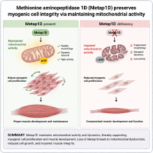 体育学部・長名シオン准教授が筋肉の健康を支える新たな仕組みを解明ーミトコンドリアを守る酵素「Metap1D」の役割を解明ー