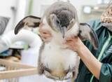 「【京都水族館】ケープペンギンのヒナ2羽「かがみ」と「みその」に決定!」の画像2