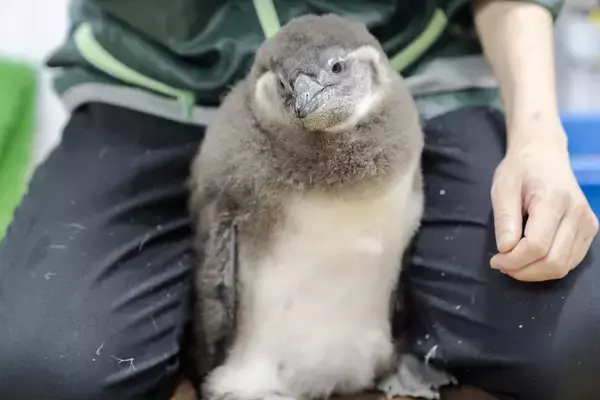 「【京都水族館】ケープペンギンのヒナ2羽「かがみ」と「みその」に決定!」の画像
