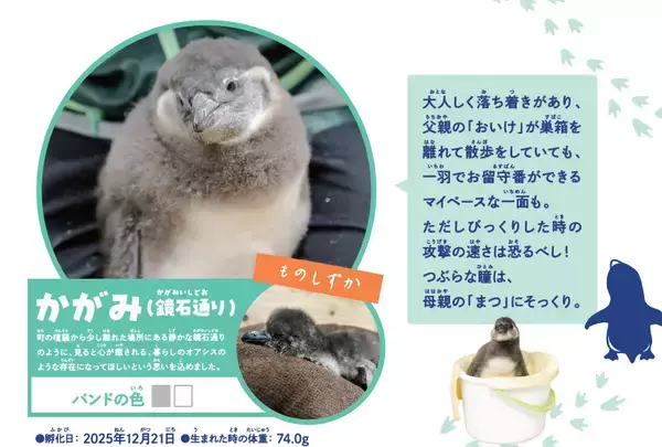 「【京都水族館】ケープペンギンのヒナ2羽「かがみ」と「みその」に決定!」の画像