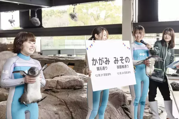 「【京都水族館】ケープペンギンのヒナ2羽「かがみ」と「みその」に決定!」の画像