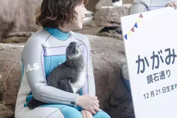 「【京都水族館】ケープペンギンのヒナ2羽「かがみ」と「みその」に決定!」の画像