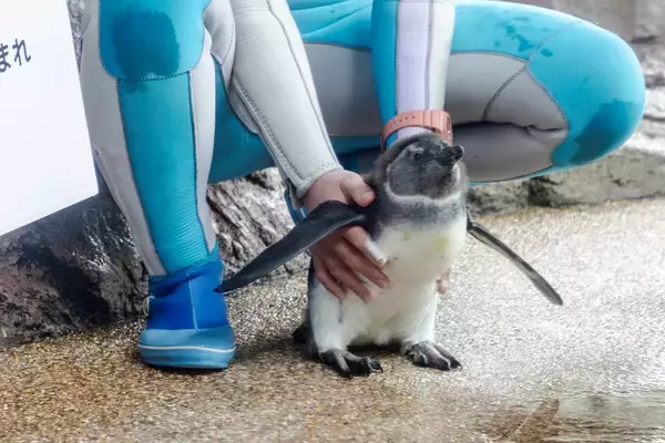 「【京都水族館】ケープペンギンのヒナ2羽「かがみ」と「みその」に決定!」の画像