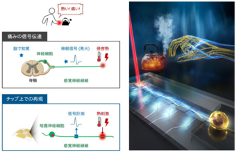 細胞で”痛みの入口”を再現 ～痛みを感知する神経線維の電気信号を捉え、痛みの個人差を読み解く未来へ～