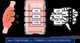 「アニマルフリーとして期待される3次元骨格筋培養細胞によって世界で初めて発見！　「骨格筋由来の生理活性物質であるIrisinは骨格筋収縮により分泌される」 -- 大阪工業大学」の画像1