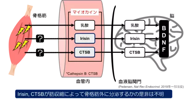 アニマルフリーとして期待される3次元骨格筋培養細胞によって世界で初めて発見！　「骨格筋由来の生理活性物質であるIrisinは骨格筋収縮により分泌される」 -- 大阪工業大学