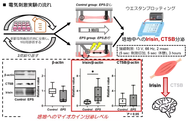 「アニマルフリーとして期待される3次元骨格筋培養細胞によって世界で初めて発見！　「骨格筋由来の生理活性物質であるIrisinは骨格筋収縮により分泌される」 -- 大阪工業大学」の画像
