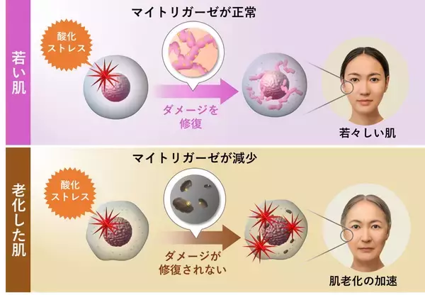 若返りの鍵「マイトリガーゼ」の新知見～肌が受けたDNAダメージを自ら修復する力は、マイトリガーゼの減少で阻害～
