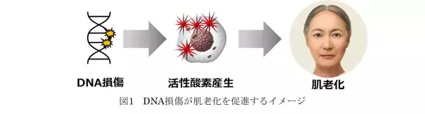「若返りの鍵「マイトリガーゼ」の新知見～肌が受けたDNAダメージを自ら修復する力は、マイトリガーゼの減少で阻害～」の画像