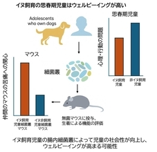 【麻布大学】イヌを飼育する児童の幸福度の上昇には細菌叢の変化が関与