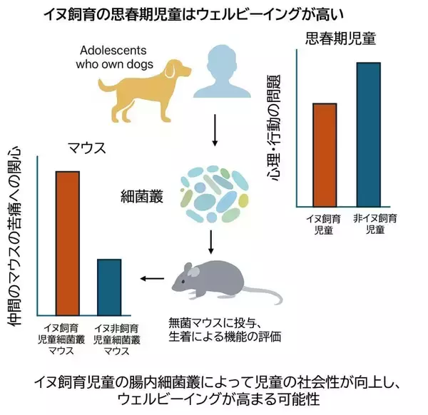 「【麻布大学】イヌを飼育する児童の幸福度の上昇には細菌叢の変化が関与」の画像