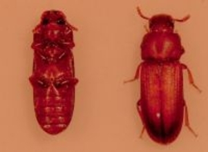 【玉川大学農学部】“動かない”進化の代償？ ～死んだふりをする甲虫が示すパーキンソン病との共通点～ 佐々木謙教授による岡山大学・東京情報大学・東京農業大学との共同研究の成果