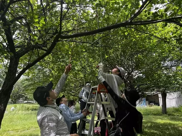 「5月30日 相模女子大学オリジナル梅酒「翠想（すいそう）」梅の実の収穫を実施　11年目の梅酒づくりが今年も始動　学生・併設高等部生・教職員が産学連携プロジェクトに参加」の画像